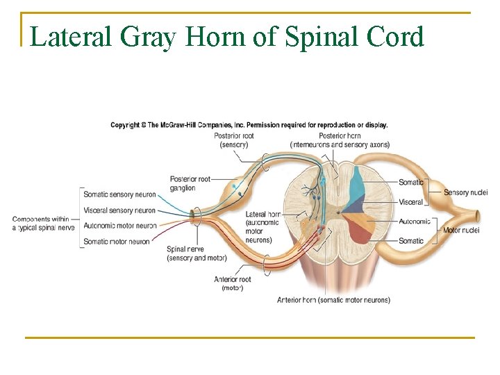 Lateral Gray Horn of Spinal Cord 