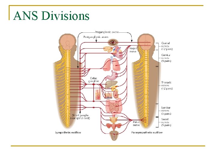 ANS Divisions 