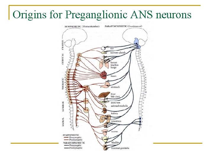 Origins for Preganglionic ANS neurons 