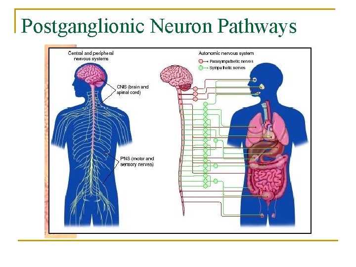 Postganglionic Neuron Pathways 