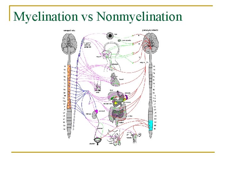 Myelination vs Nonmyelination 