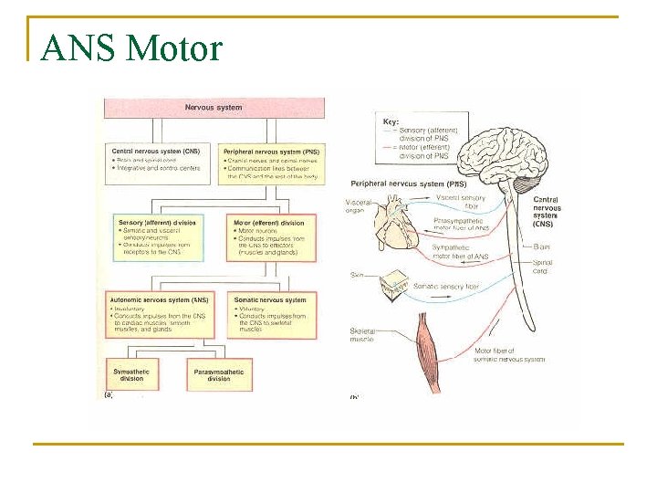 ANS Motor 