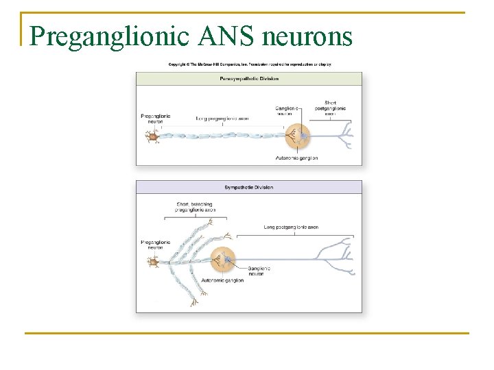 Preganglionic ANS neurons 