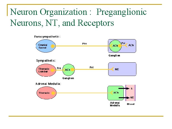 Neuron Organization : Preganglionic Neurons, NT, and Receptors 