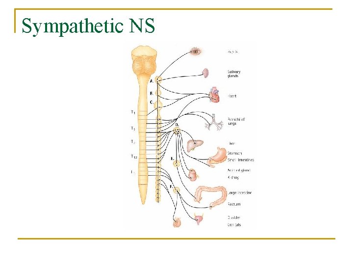 Sympathetic NS 