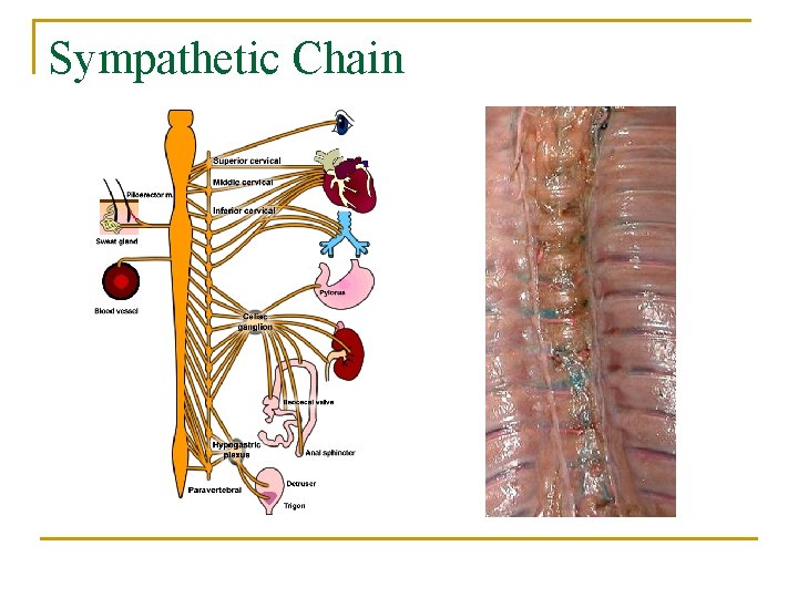 Sympathetic Chain 