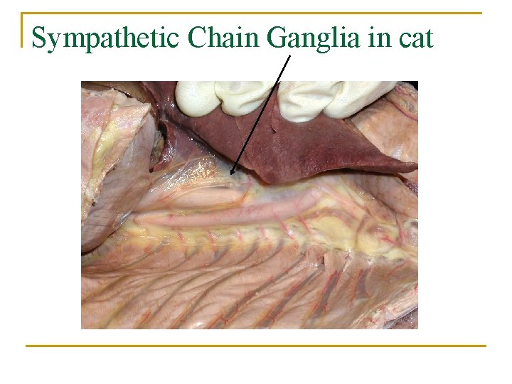 Sympathetic Chain Ganglia in cat 