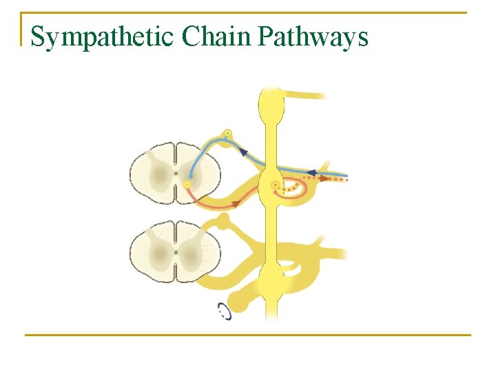 Sympathetic Chain Pathways 