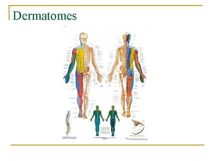 Dermatomes 
