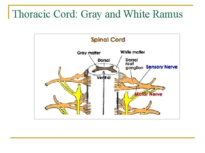 Thoracic Cord: Gray and White Ramus 