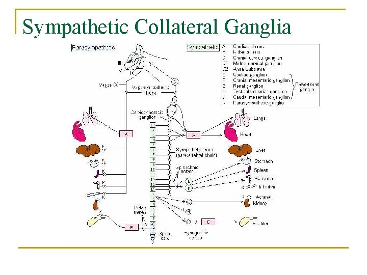 Sympathetic Collateral Ganglia 