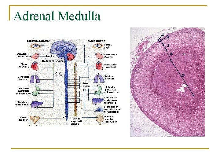 Adrenal Medulla 