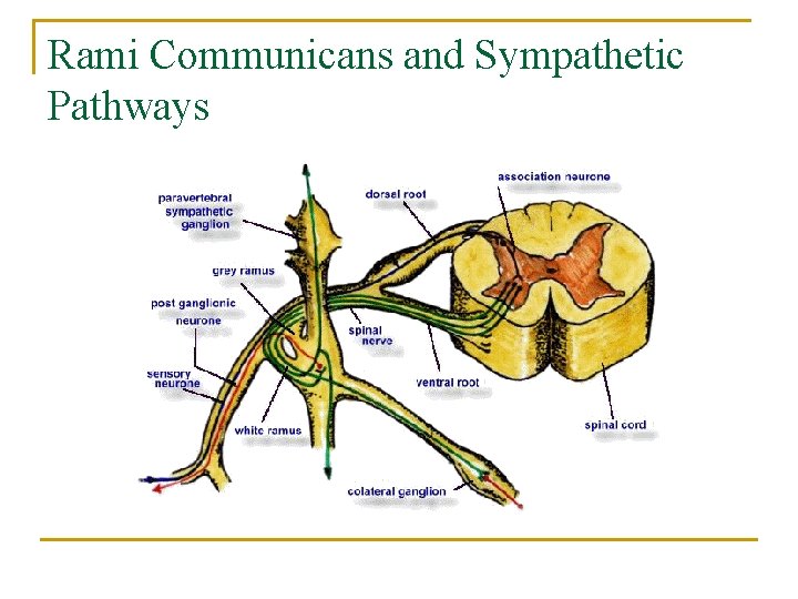 Rami Communicans and Sympathetic Pathways 