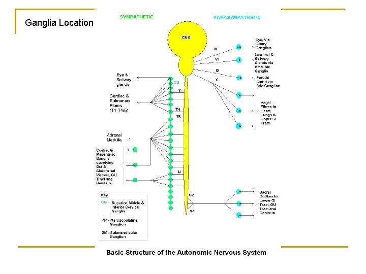 Ganglia Location 