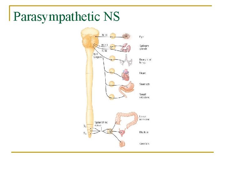 Parasympathetic NS 