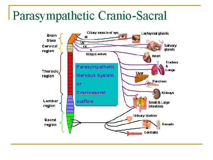 Parasympathetic Cranio-Sacral 