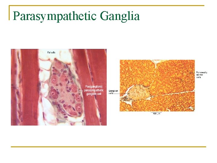 Parasympathetic Ganglia 