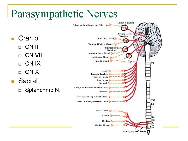 Parasympathetic Nerves n Cranio q q n CN III CN VII CN IX CN