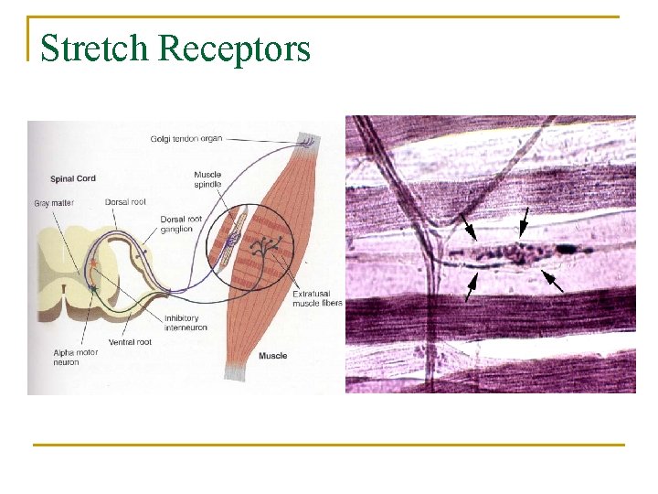 Stretch Receptors 