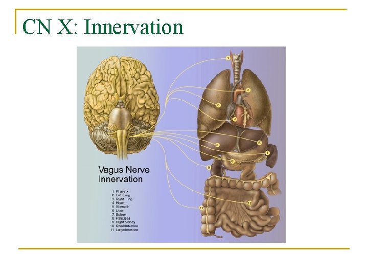 CN X: Innervation 
