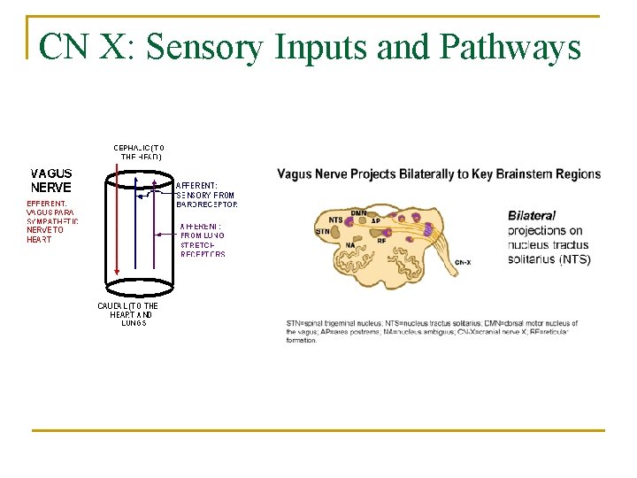 CN X: Sensory Inputs and Pathways 