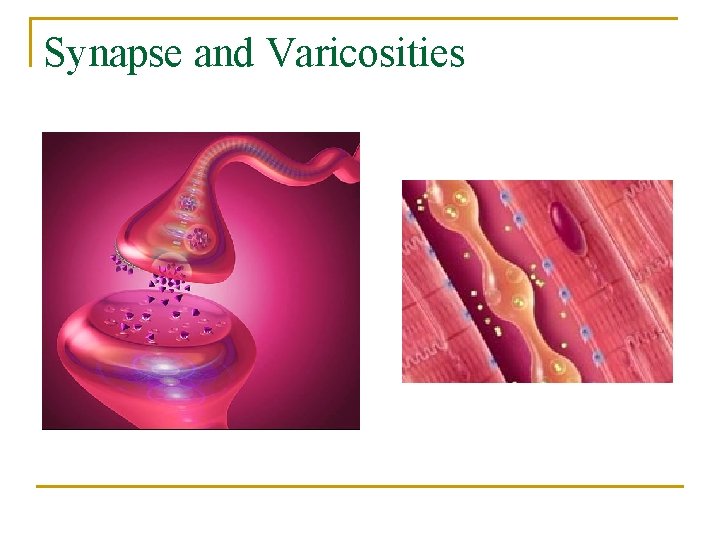 Synapse and Varicosities 
