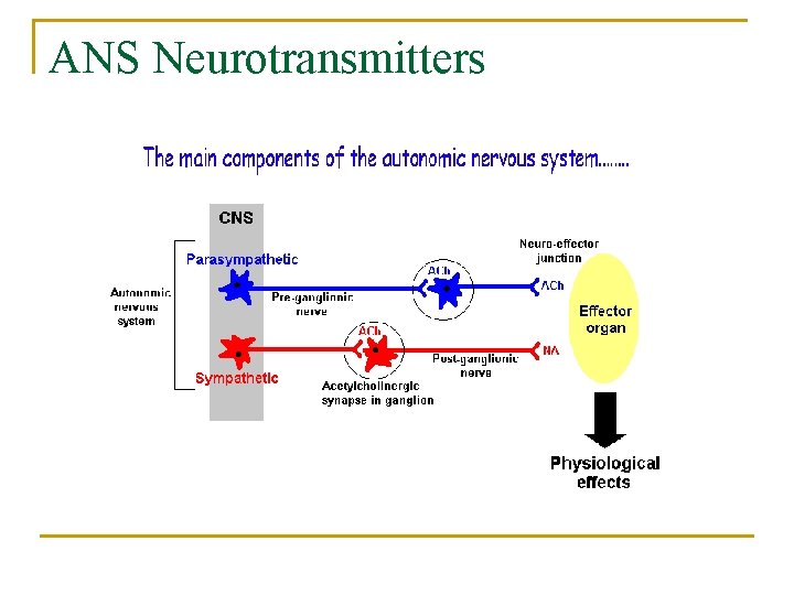 ANS Neurotransmitters 