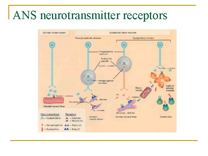 ANS neurotransmitter receptors 