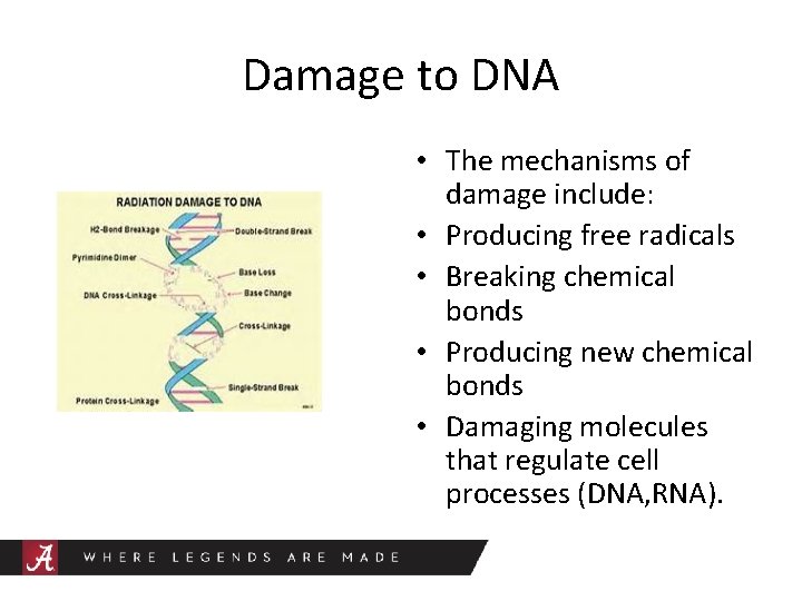 Damage to DNA • The mechanisms of damage include: • Producing free radicals •