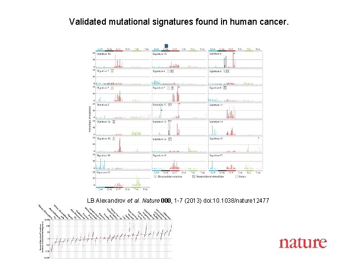 Validated mutational signatures found in human cancer. LB Alexandrov et al. Nature 000, 1