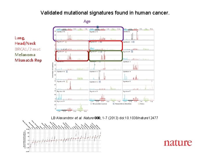 Validated mutational signatures found in human cancer. Age Lung, Head/Neck BRCA 1/2 mut Melanoma