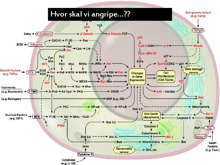 Hvor skal vi angripe…? ? 