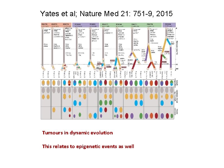 Yates et al; Nature Med 21: 751 -9, 2015 Tumours in dynamic evolution This