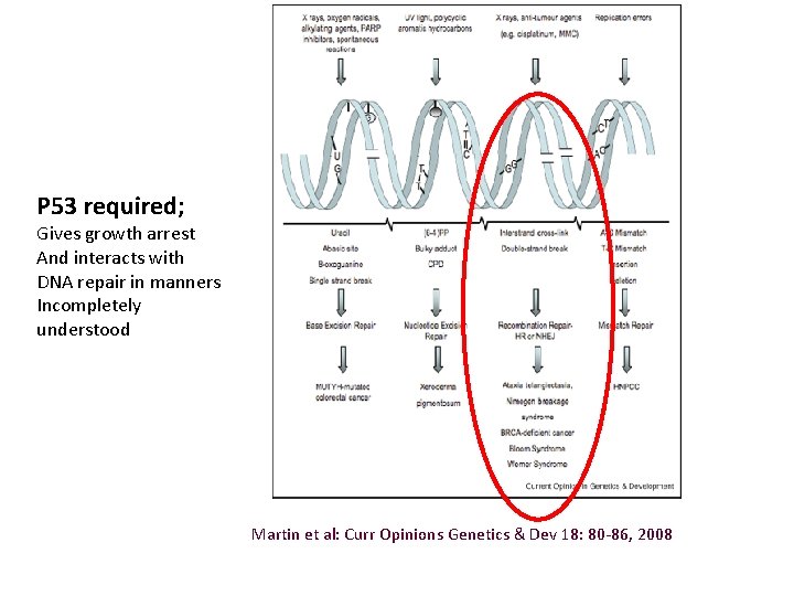 P 53 required; Gives growth arrest And interacts with DNA repair in manners Incompletely