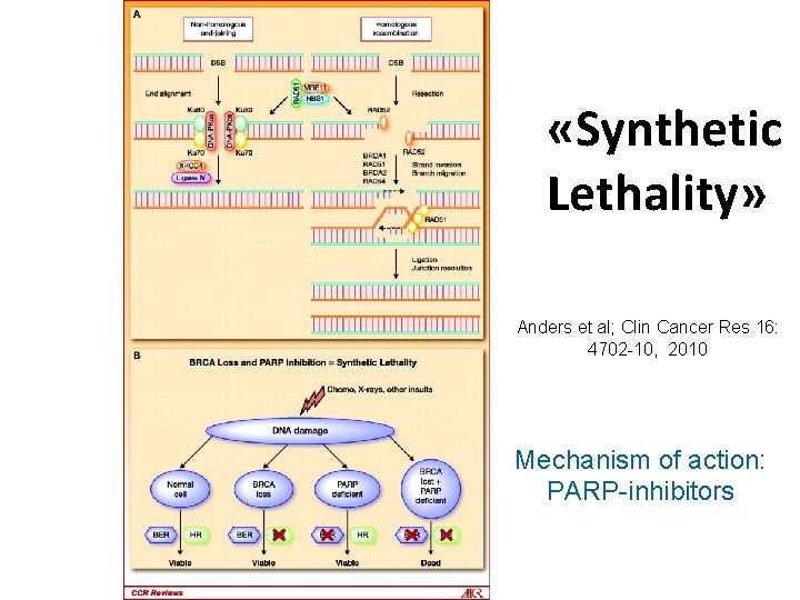  «Synthetic Lethality» Anders et al; Clin Cancer Res 16: 4702 -10, 2010 Mechanism