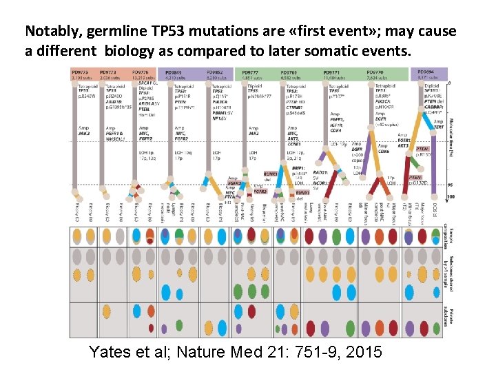 Notably, germline TP 53 mutations are «first event» ; may cause a different biology