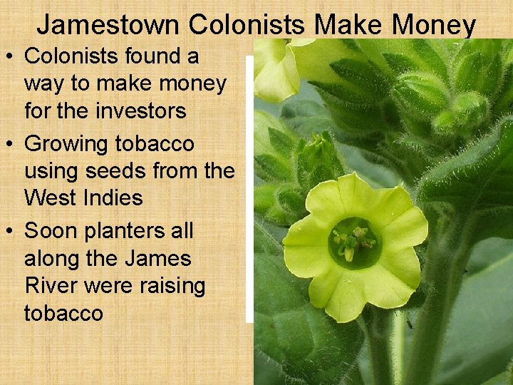 Jamestown Colonists Make Money • Colonists found a way to make money for the