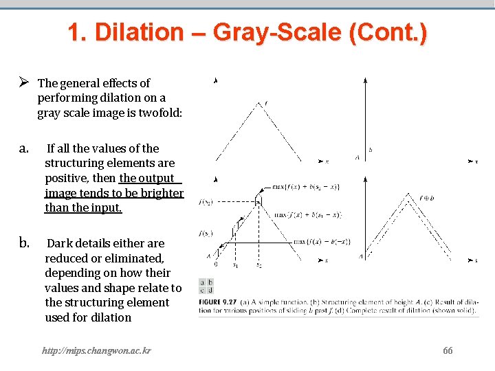 1. Dilation – Gray-Scale (Cont. ) Ø The general effects of performing dilation on