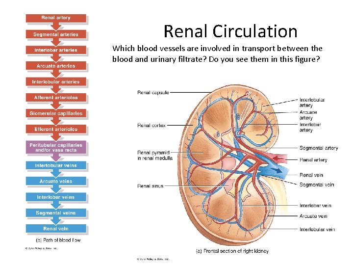 Renal Circulation Which blood vessels are involved in transport between the blood and urinary