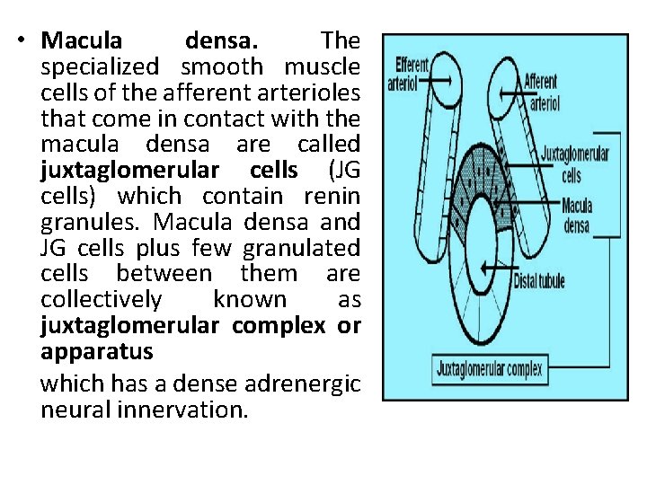  • Macula densa. The specialized smooth muscle cells of the afferent arterioles that