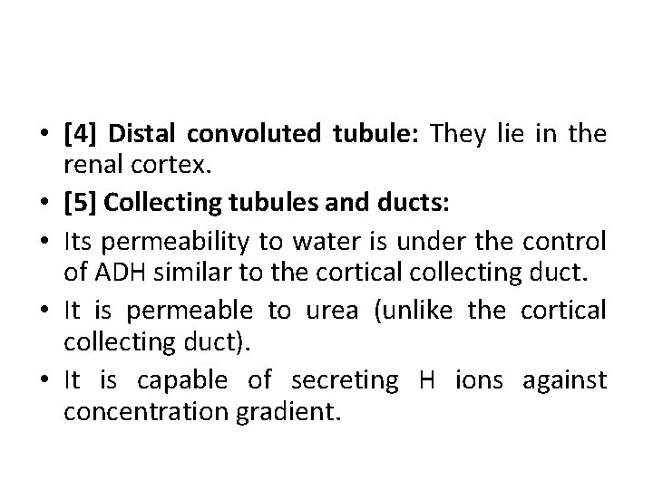  • [4] Distal convoluted tubule: They lie in the renal cortex. • [5]