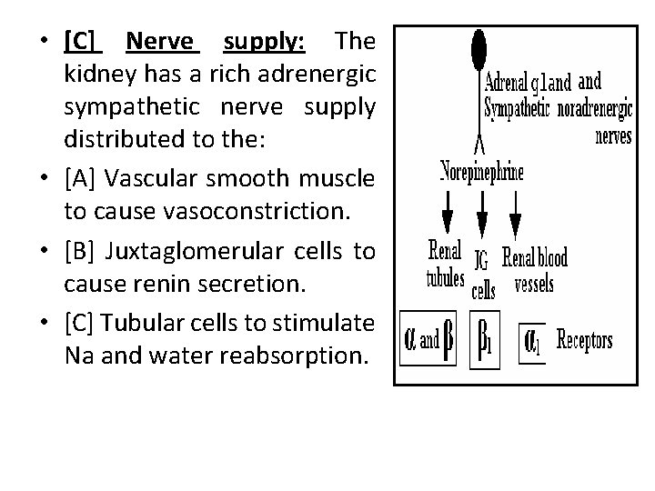 • [C] Nerve supply: The kidney has a rich adrenergic sympathetic nerve supply