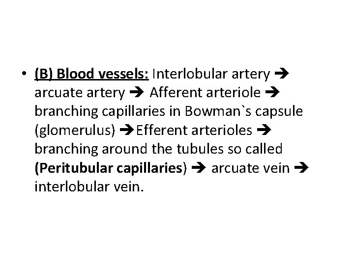  • (B) Blood vessels: Interlobular artery arcuate artery Afferent arteriole branching capillaries in