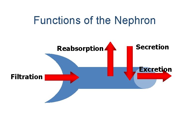 Functions of the Nephron Reabsorption Filtration Secretion Excretion 