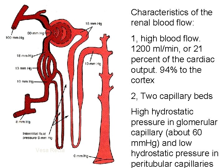 Characteristics of the renal blood flow: 1, high blood flow. 1200 ml/min, or 21