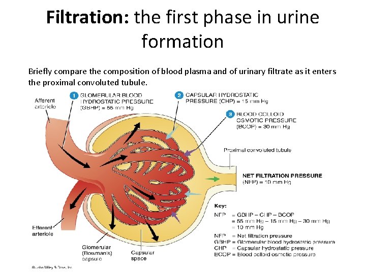 Filtration: the first phase in urine formation Briefly compare the composition of blood plasma