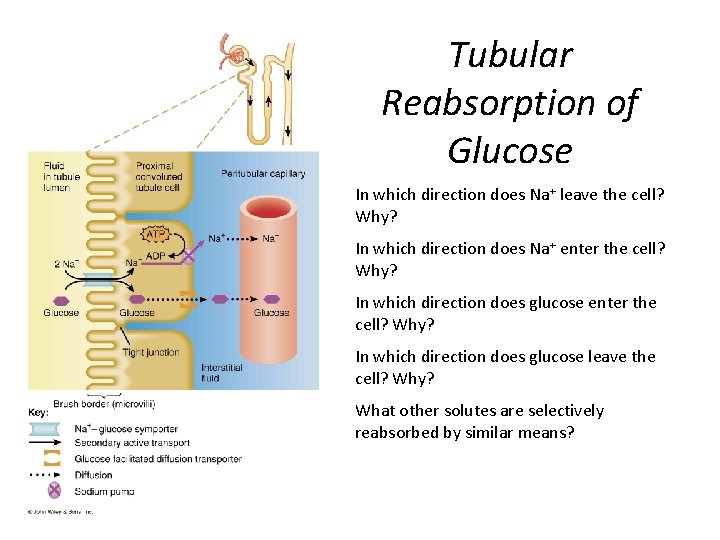 Tubular Reabsorption of Glucose In which direction does Na+ leave the cell? Why? In