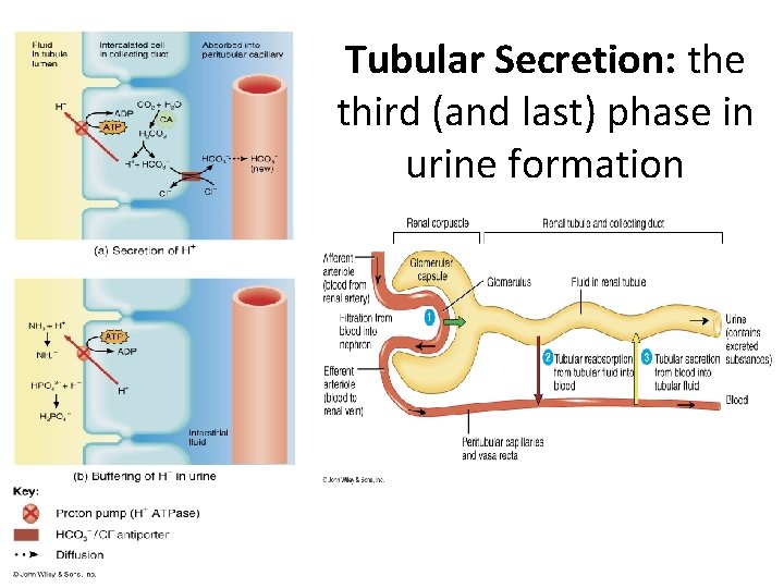 Tubular Secretion: the third (and last) phase in urine formation 
