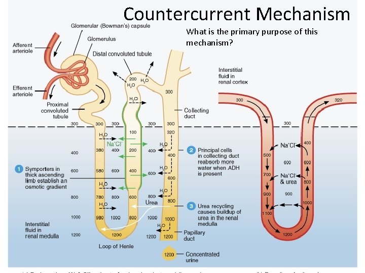 Countercurrent Mechanism What is the primary purpose of this mechanism? 