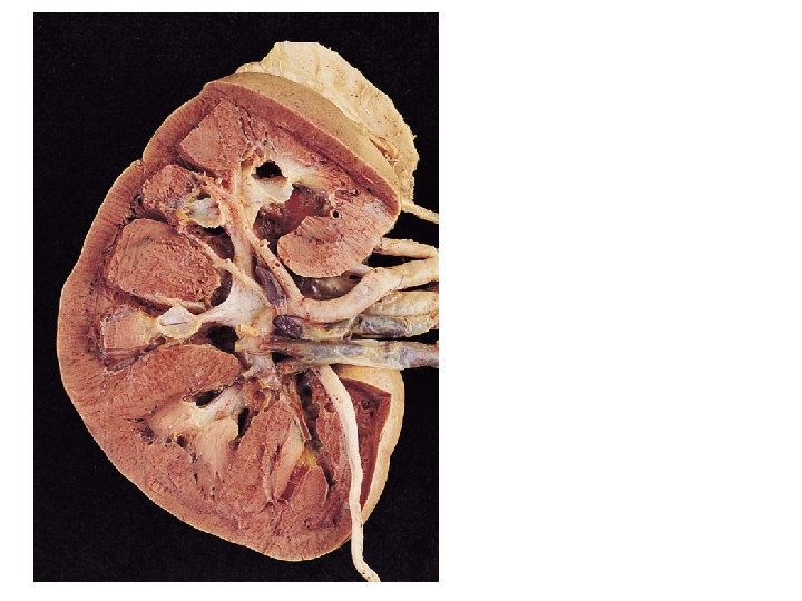 Urinary System 